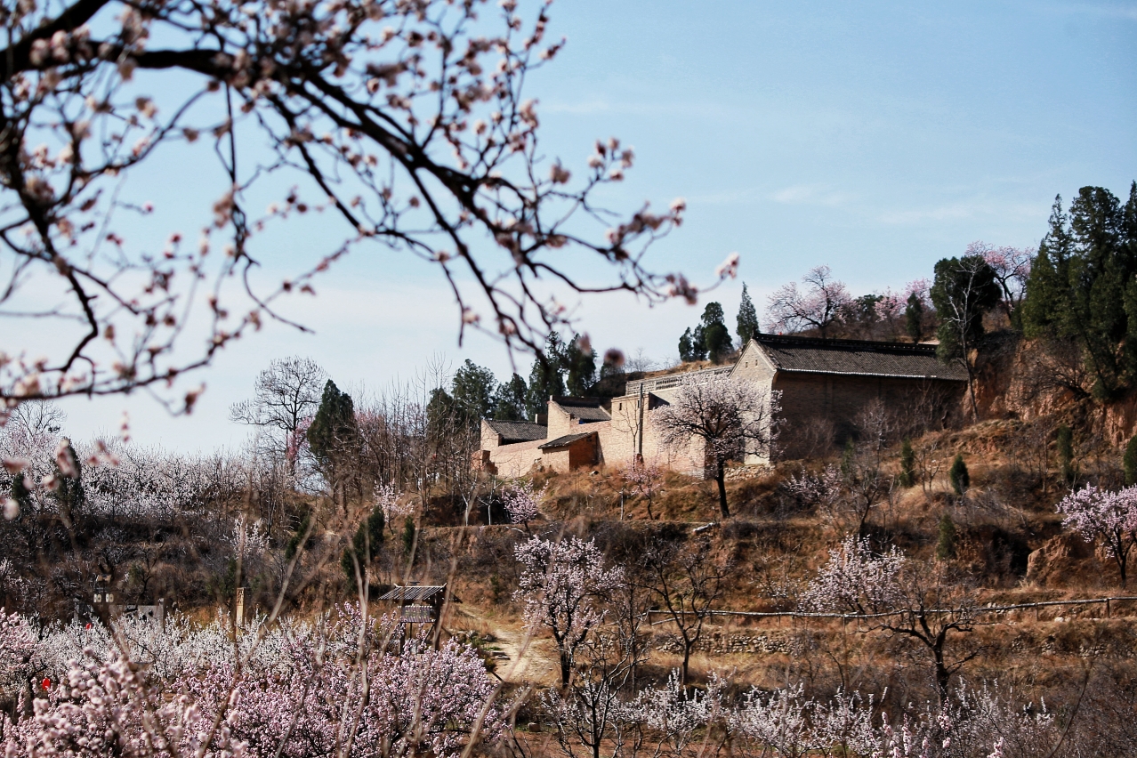 杏花满山
