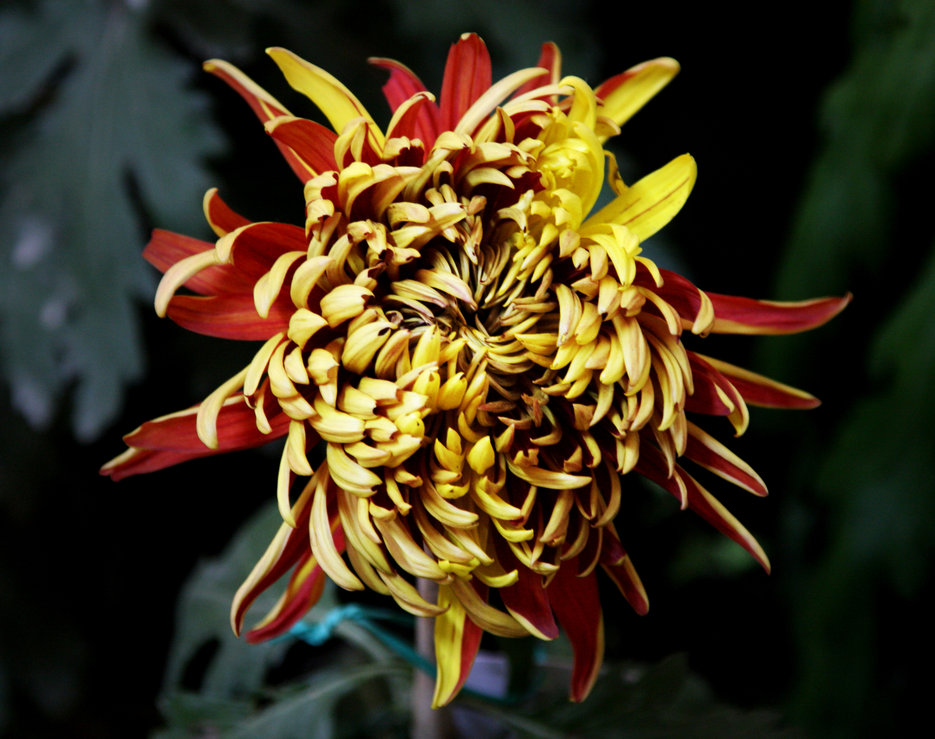 百花园菊花vv首发