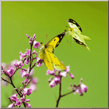 美洲总社第112期同题《蝴蝶晓庄》专辑
