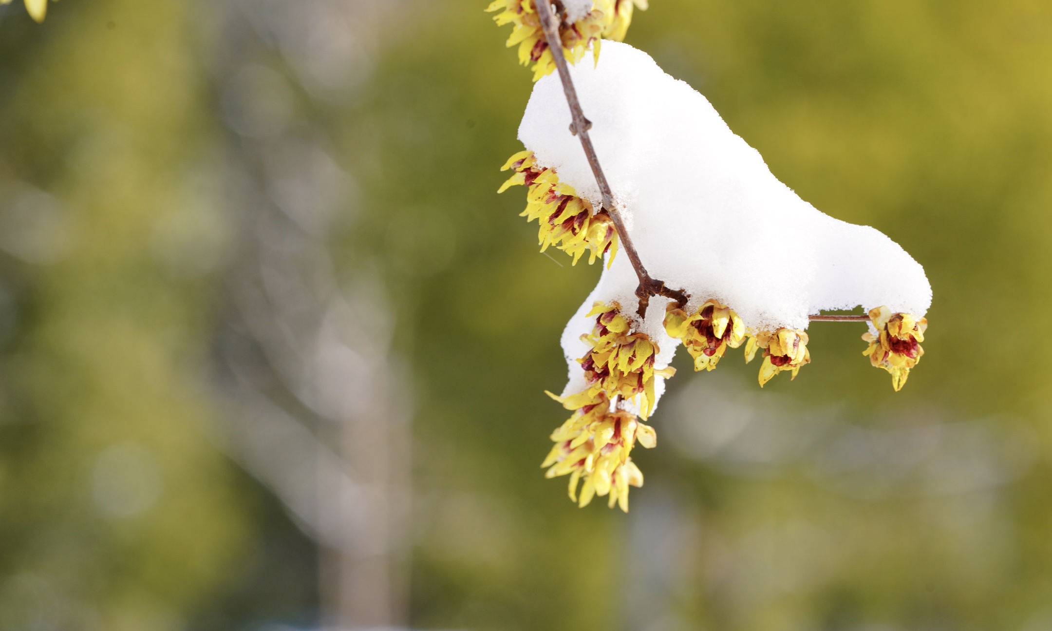 冰姿玉骨清香来