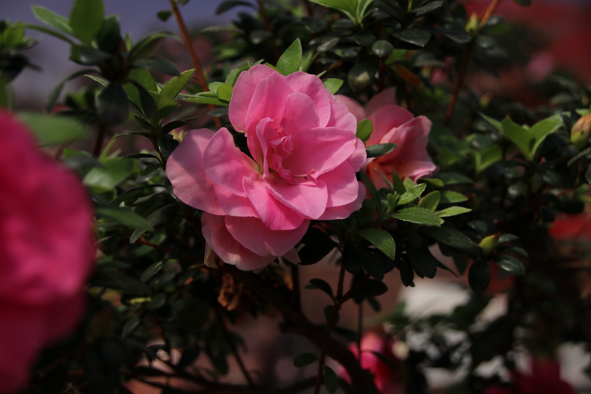 漳平永福杜鹃花盛开芬芳