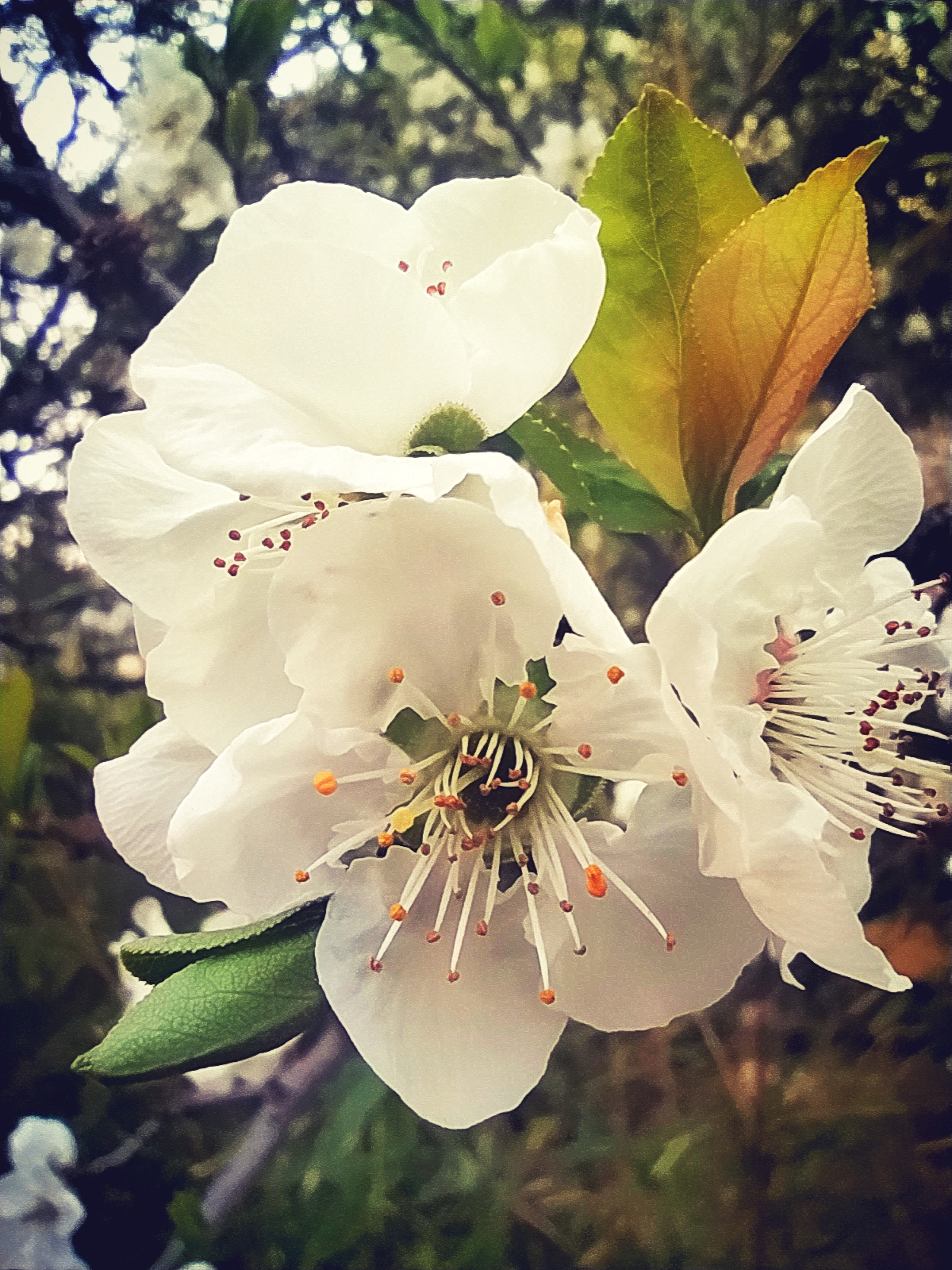 《踏青游李花晏灿》