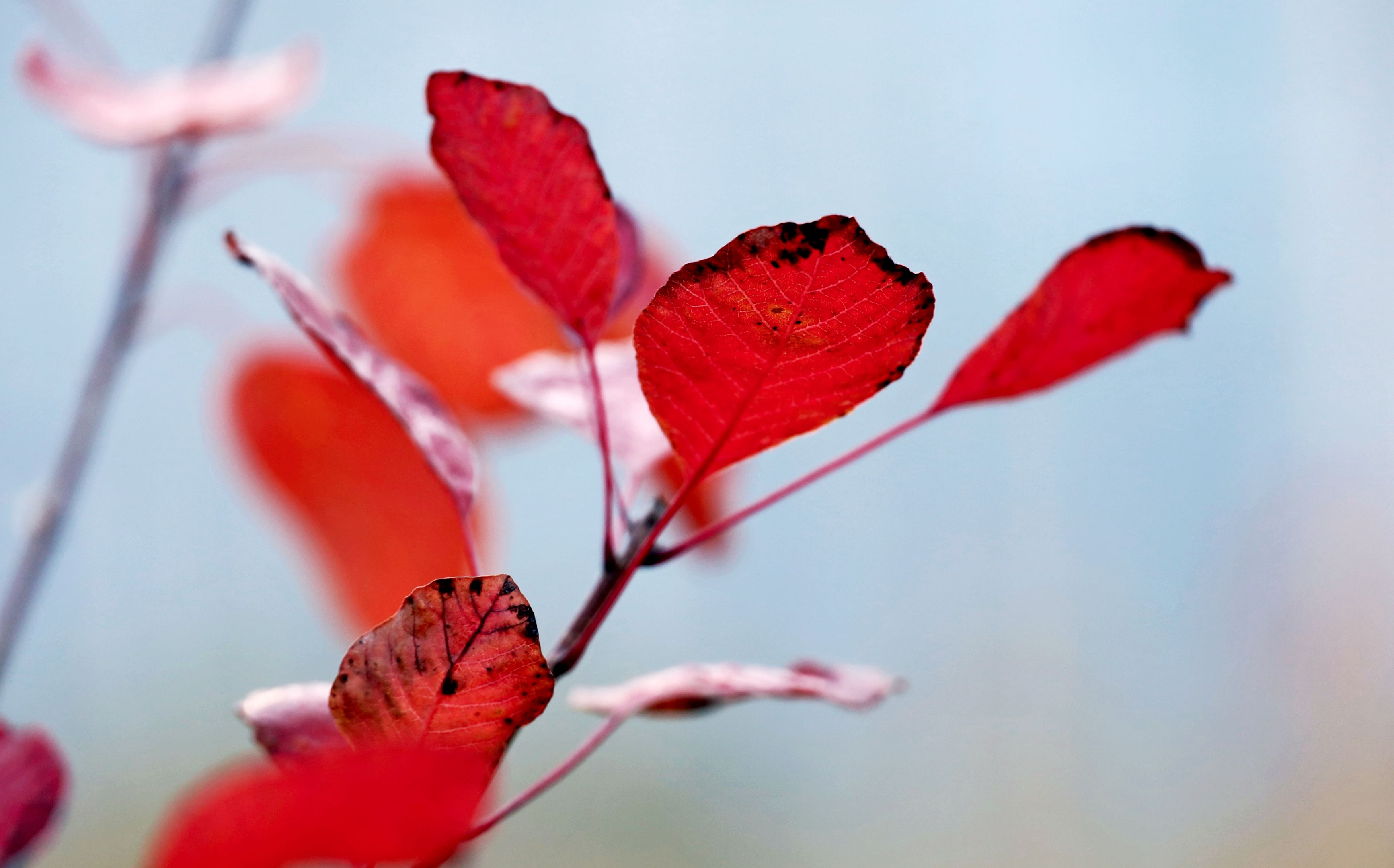 红艳艳的黄栌叶