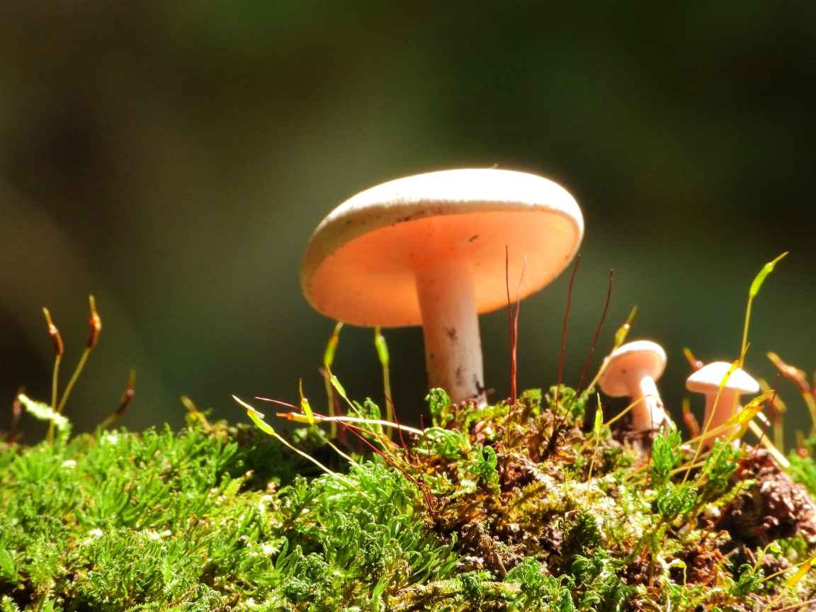 野生小蘑菇2020年9月18日摄於千山大安寺