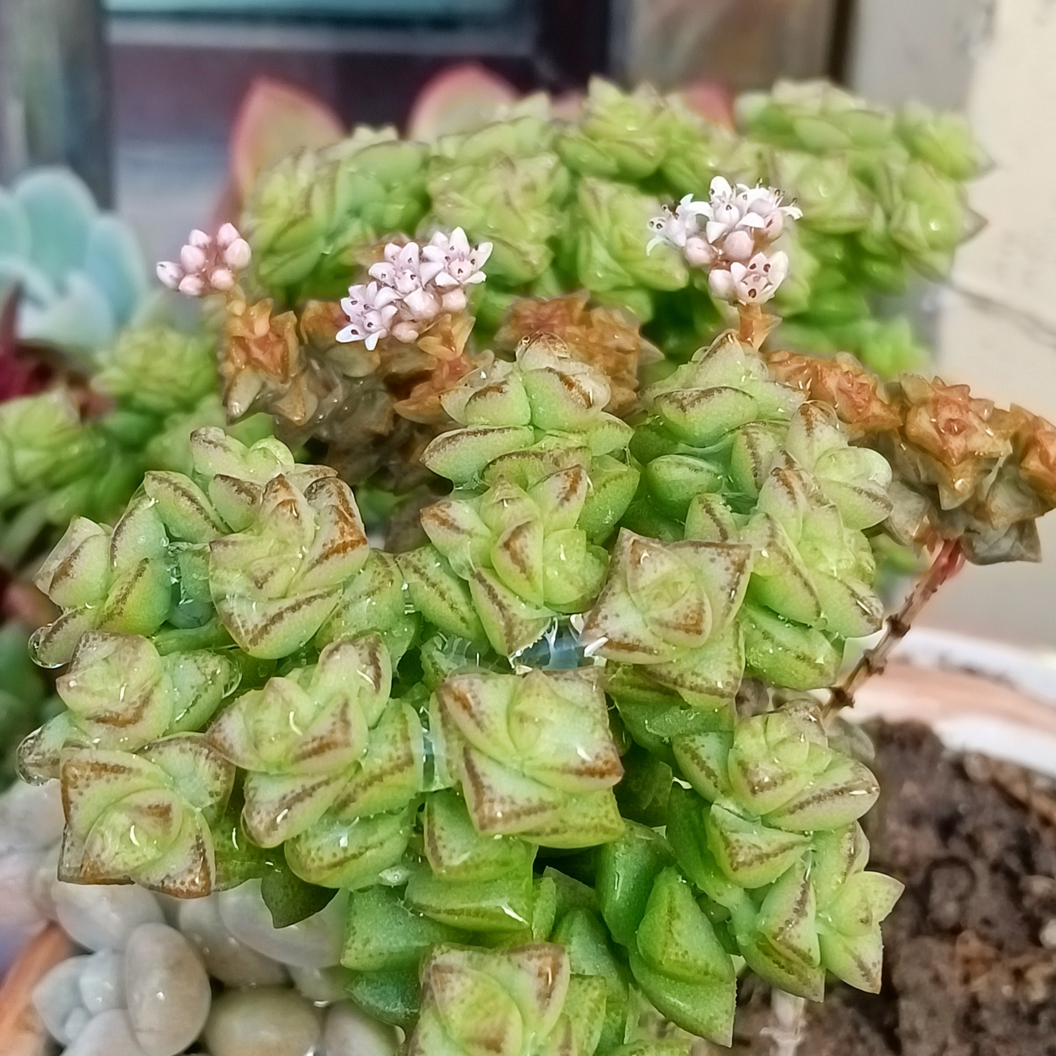 小米星开花了首发