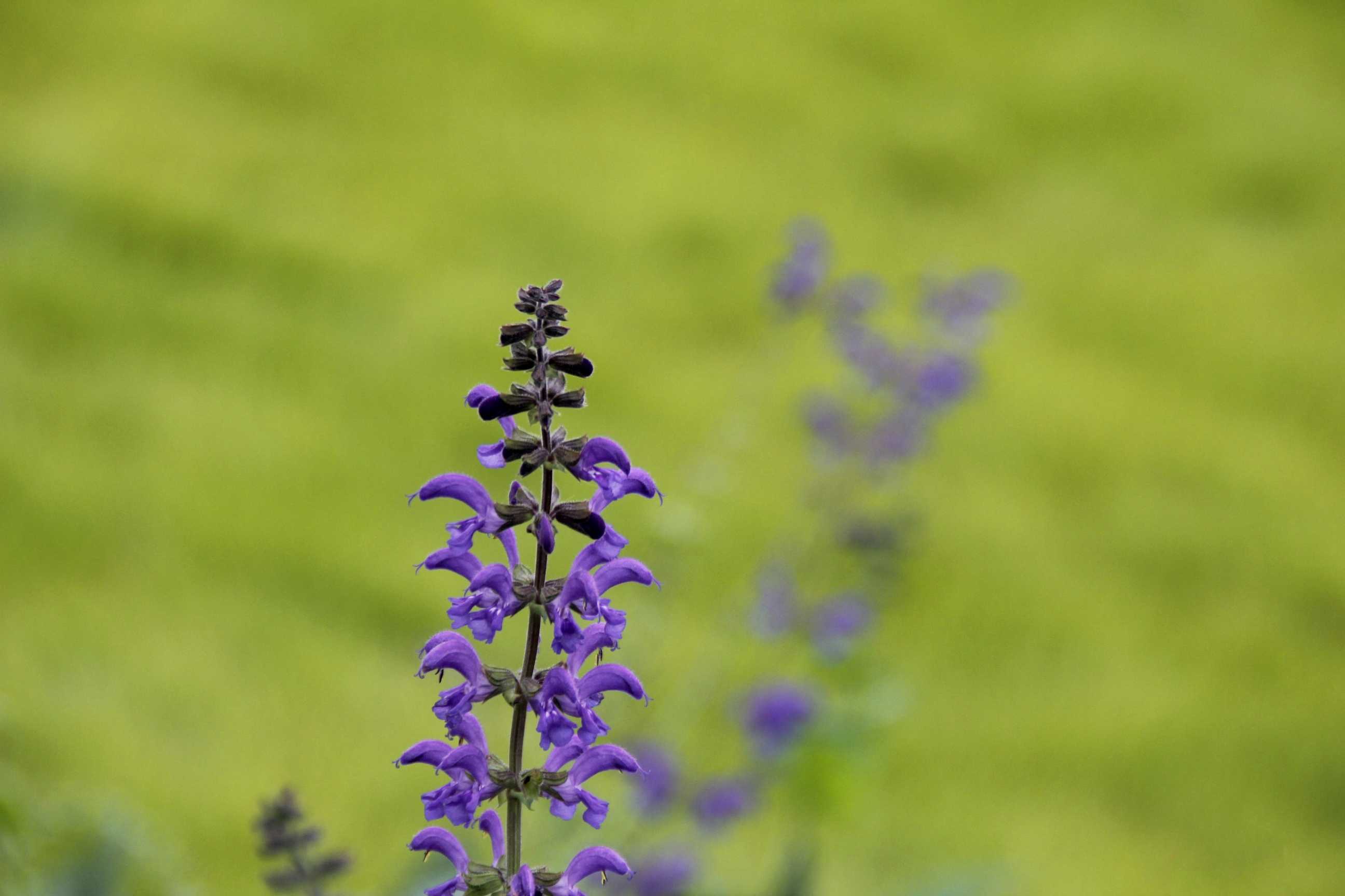 首发林荫鼠尾草