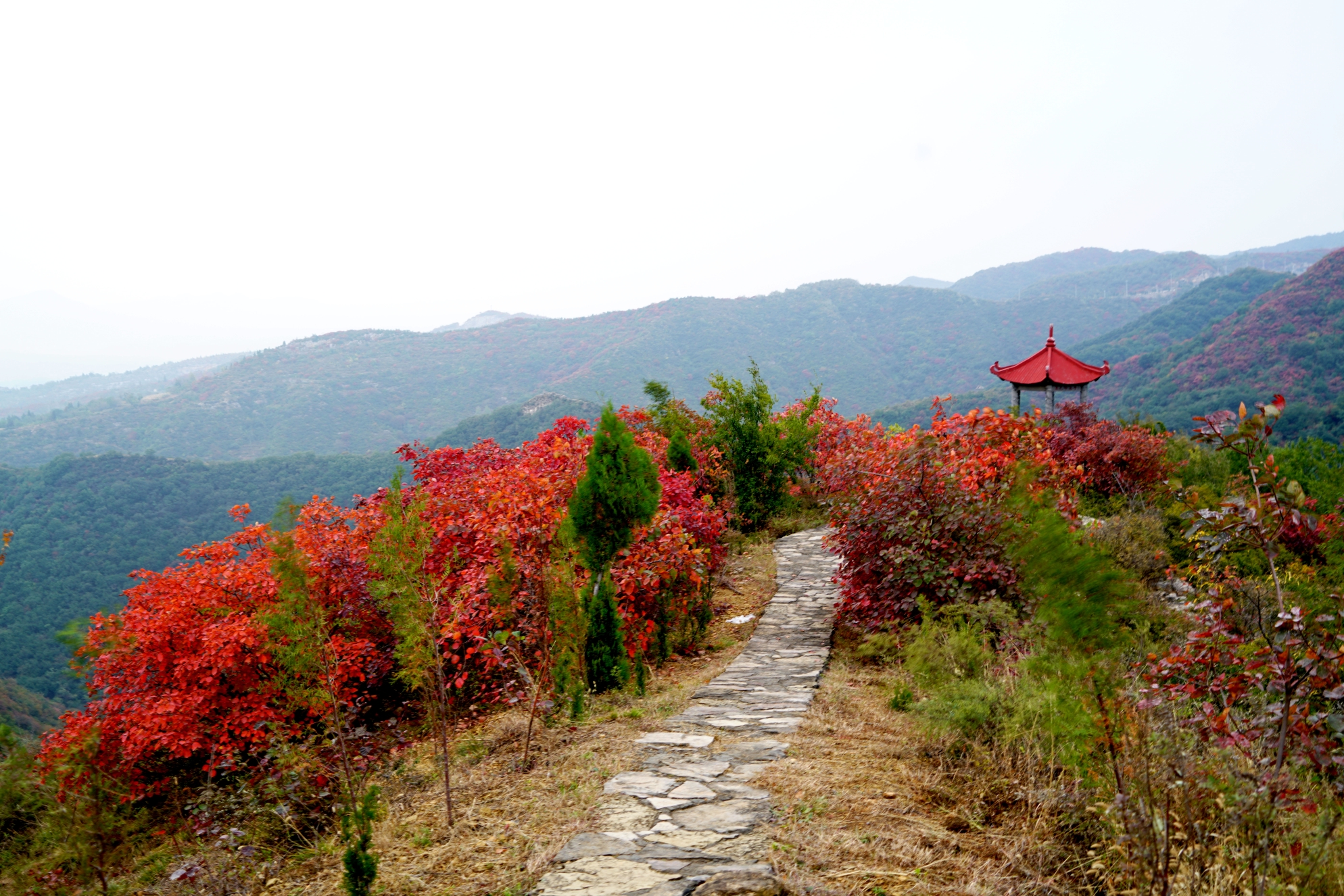 竹林长寿山——万木霜天红烂漫