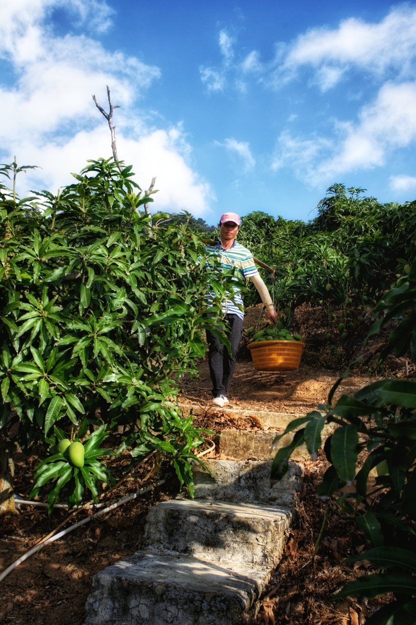 山营山坡摘芒果