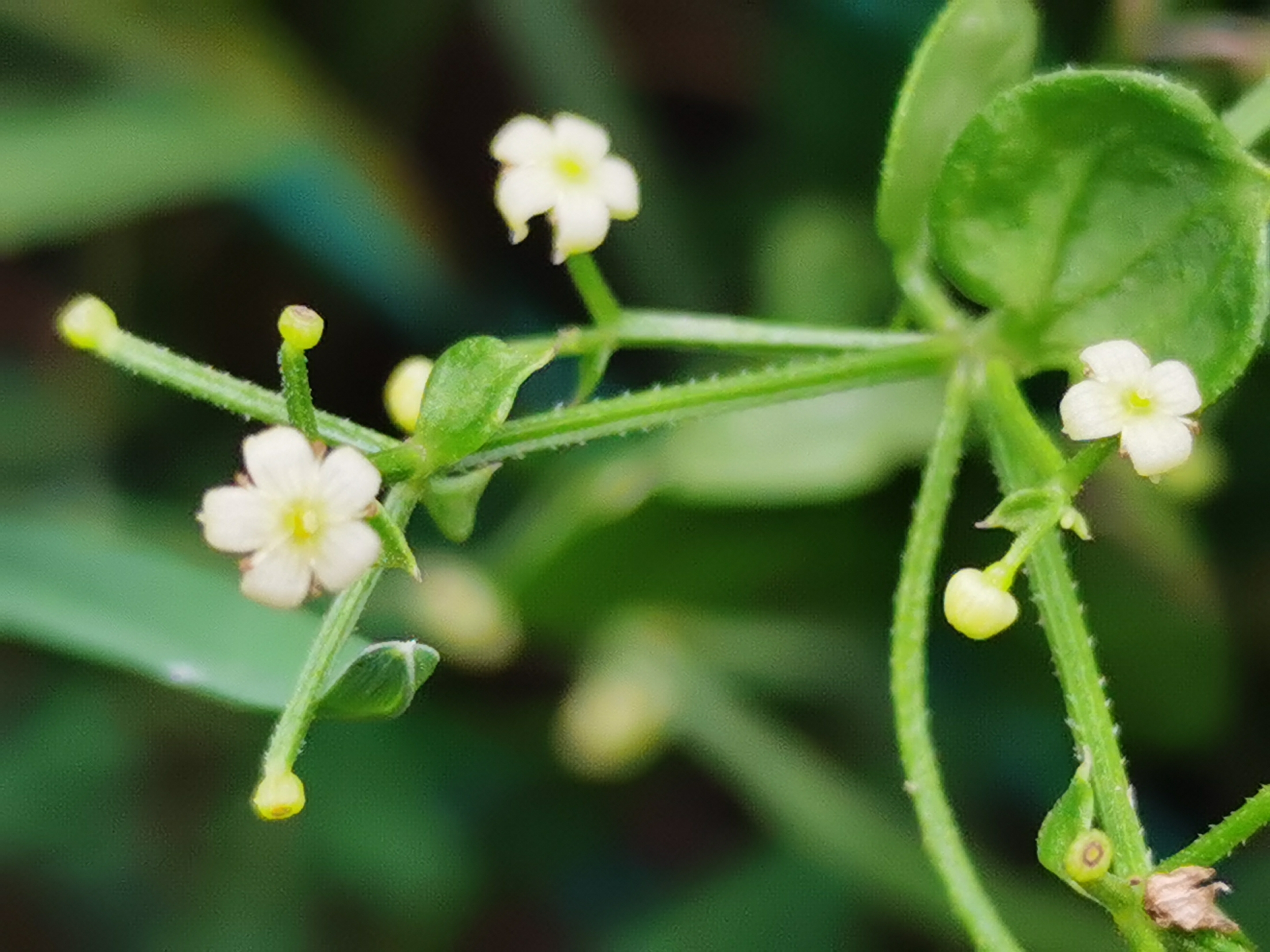 原创首发初遇茜草宁静向暖