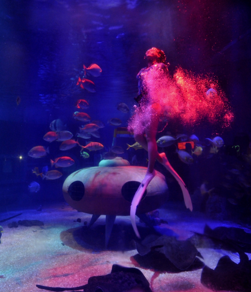 哈尔滨极地馆世界著名极地动物大咖秀