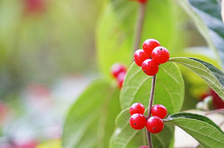 紅紅的扁擔杆小果果