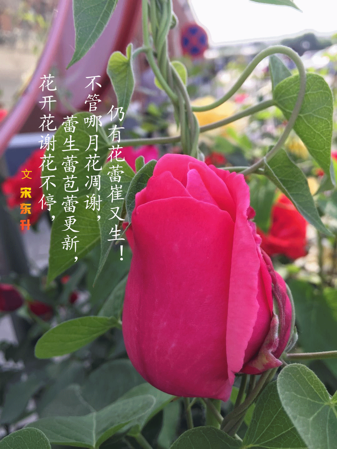 五月最美的花儿献给妈妈