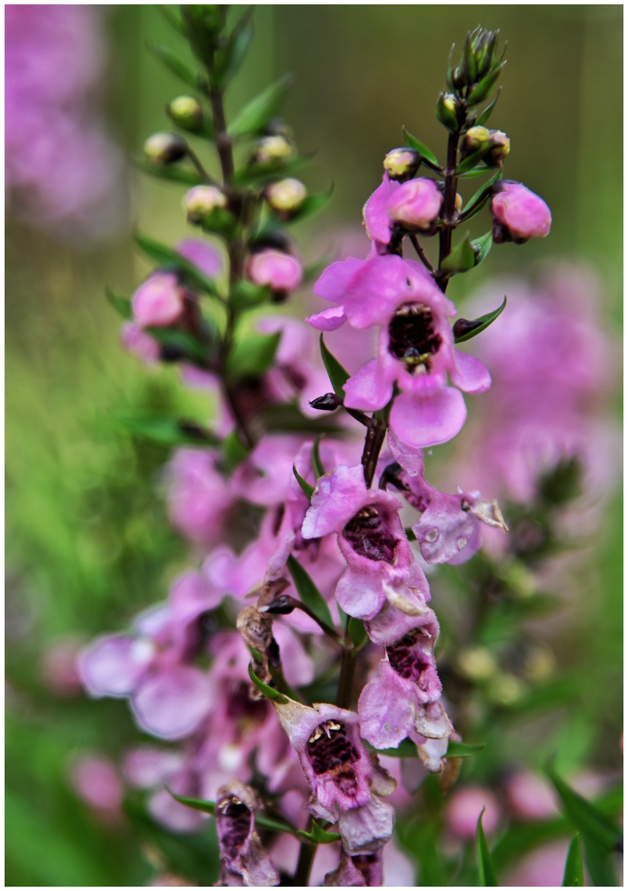 休闲时光赏花草香彩雀