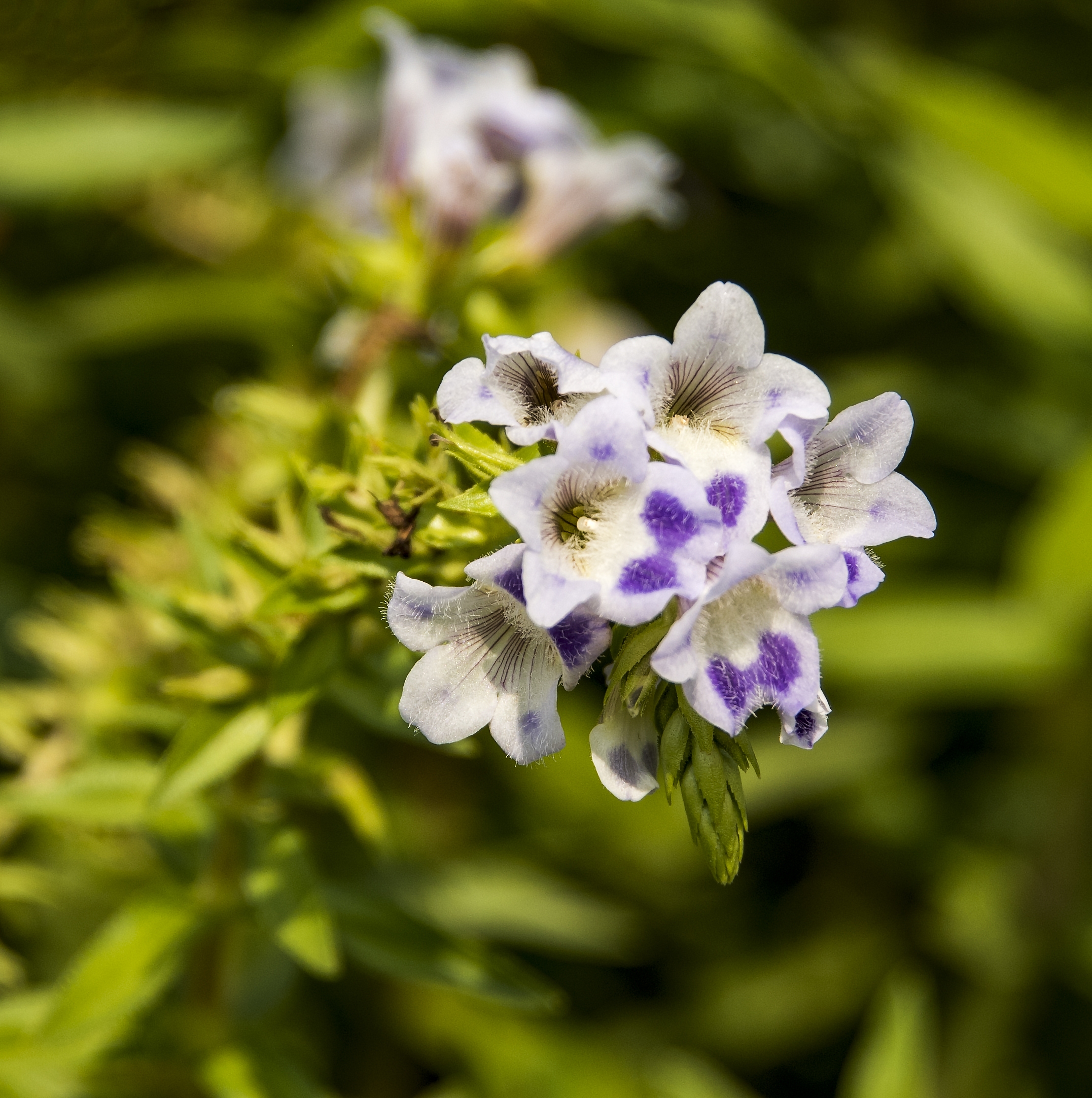 大尾石龙花首发