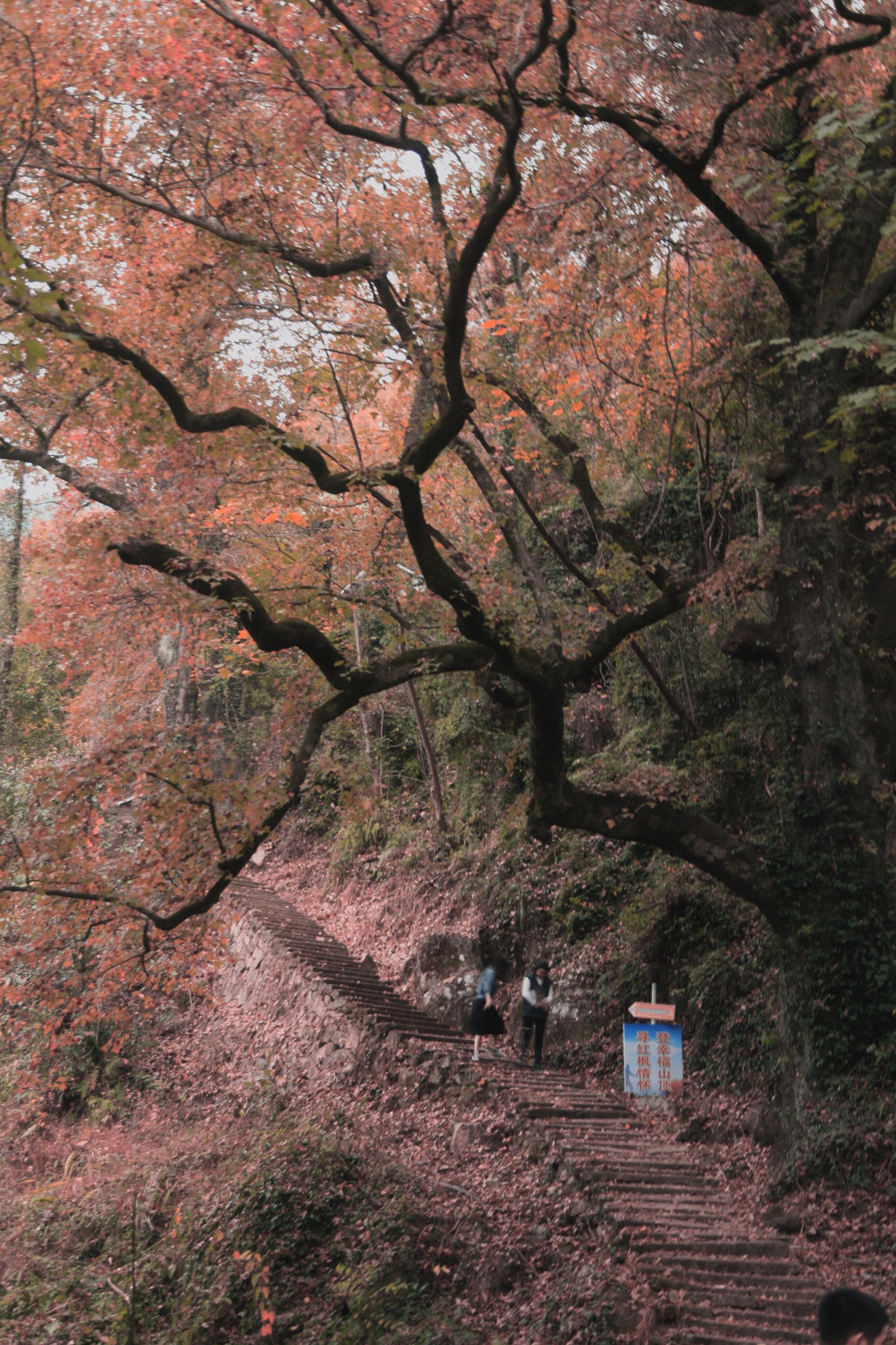 走进文成大会岭红枫古道