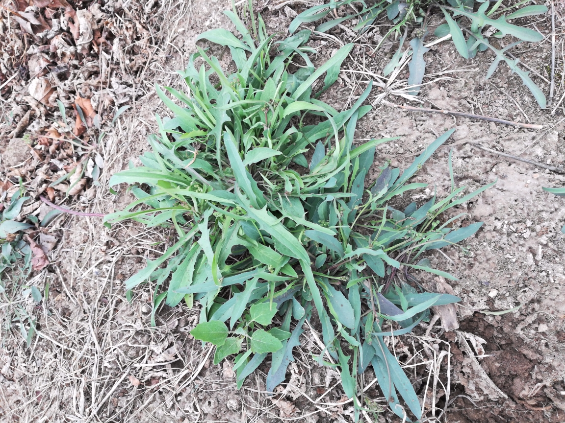 苣荬菜俗名为取麻莱,苦麻子,是我国食用历史悠久的一种野菜