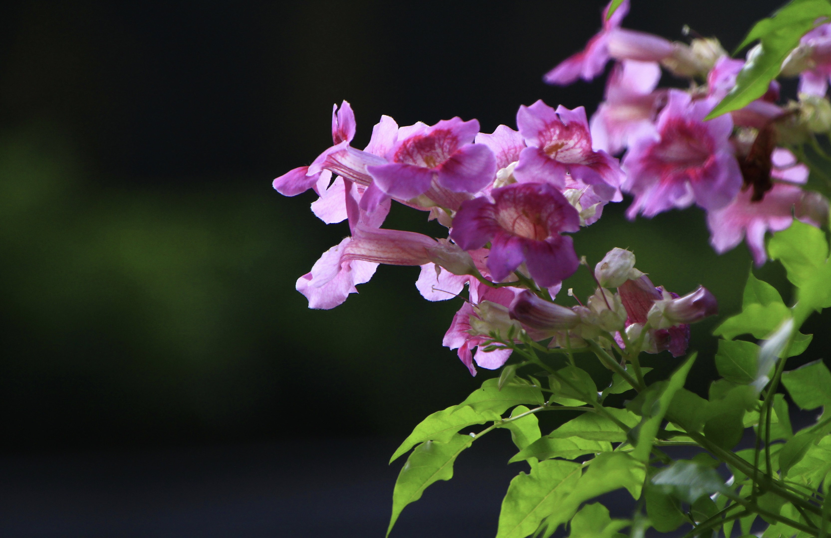 非洲凌霄花vv首發