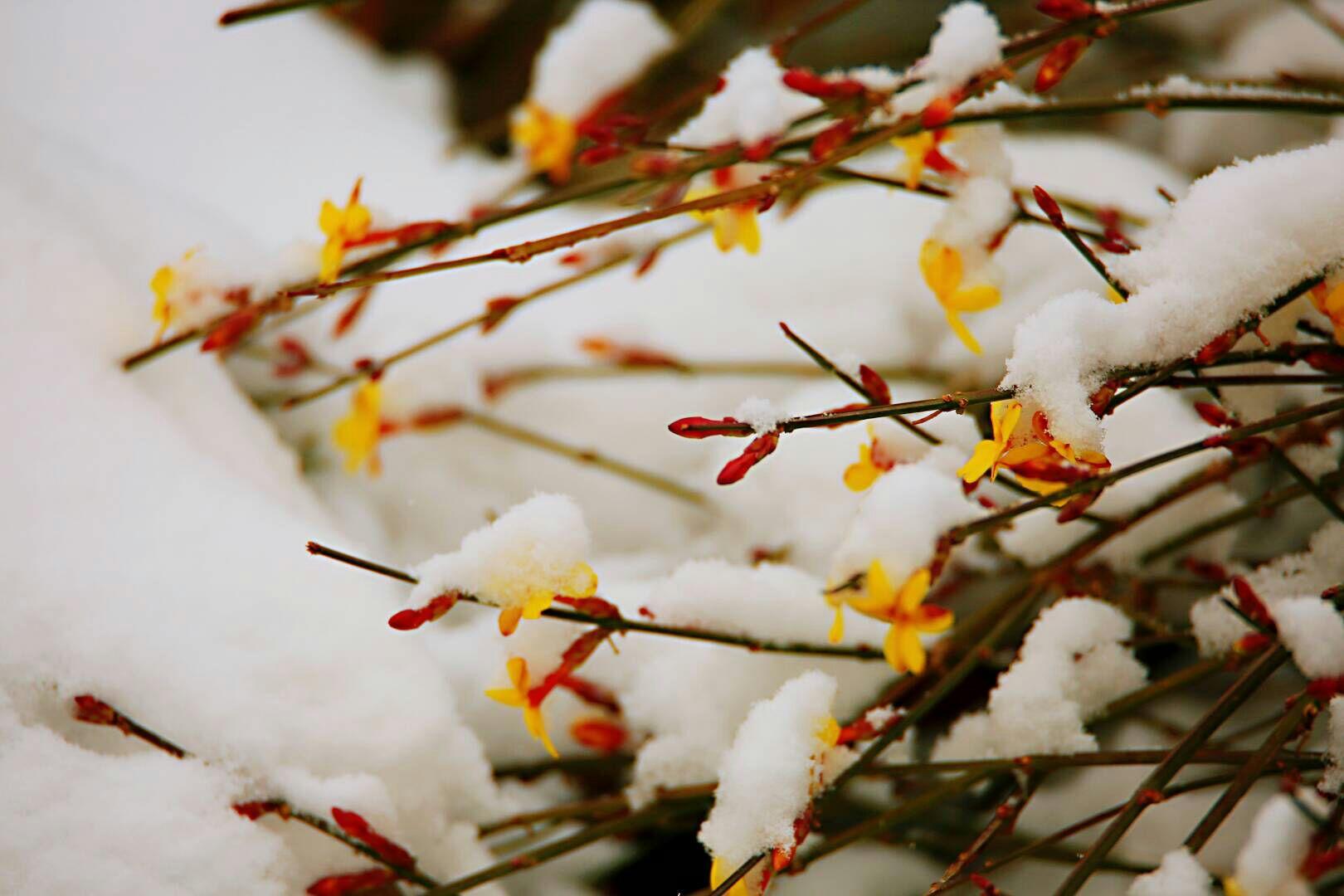 傲雪迎春花