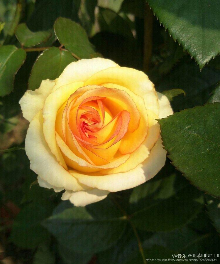 金枝玉叶黄玫瑰