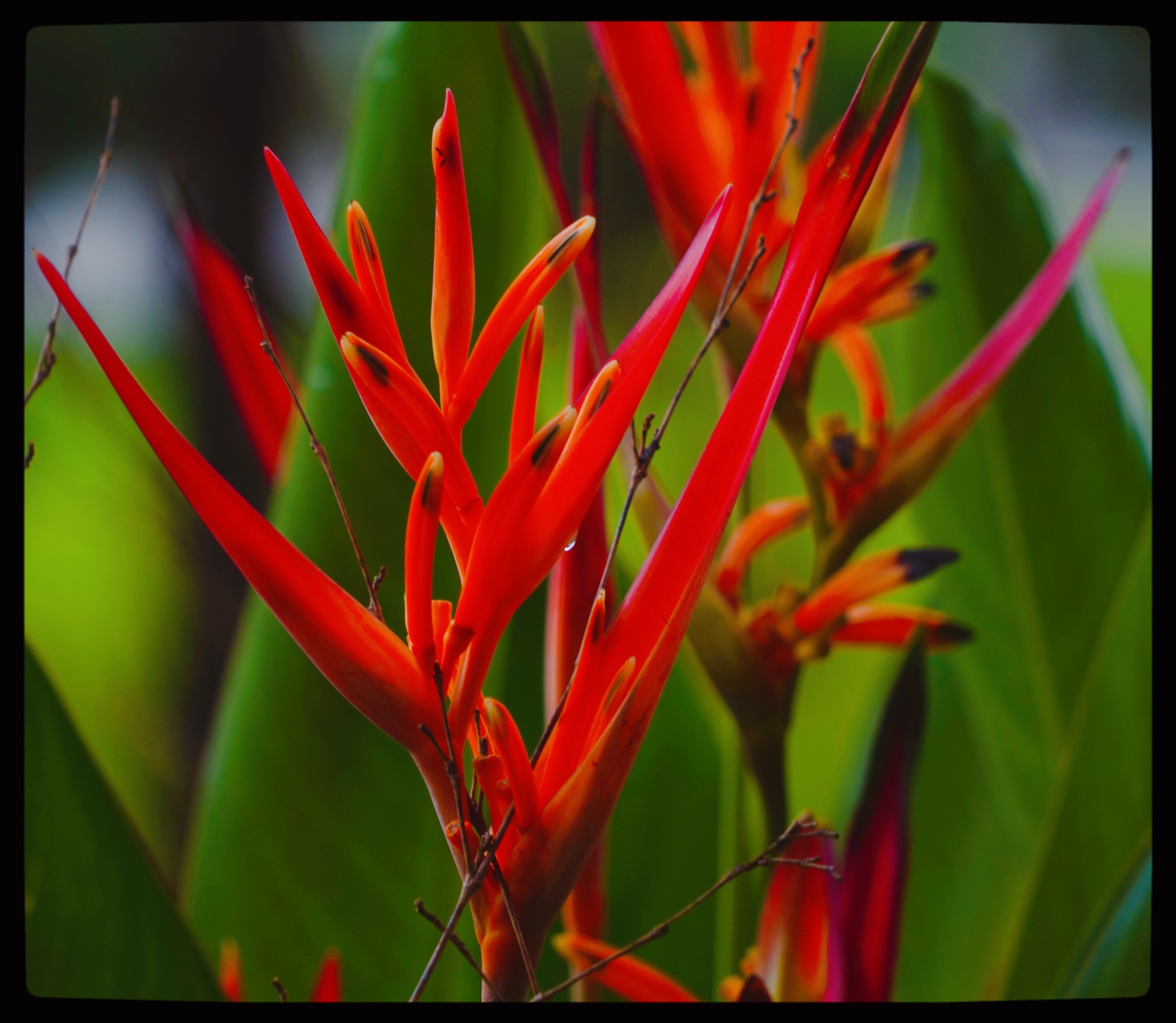 原创首发富贵鸟花