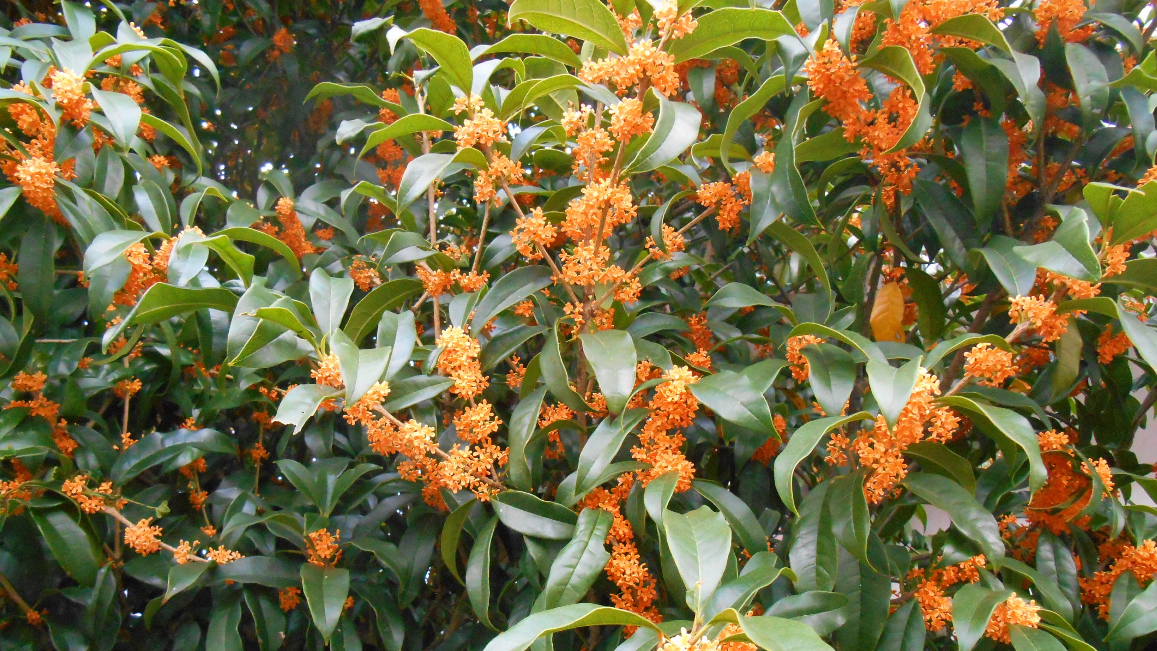 【首发】月落秋香