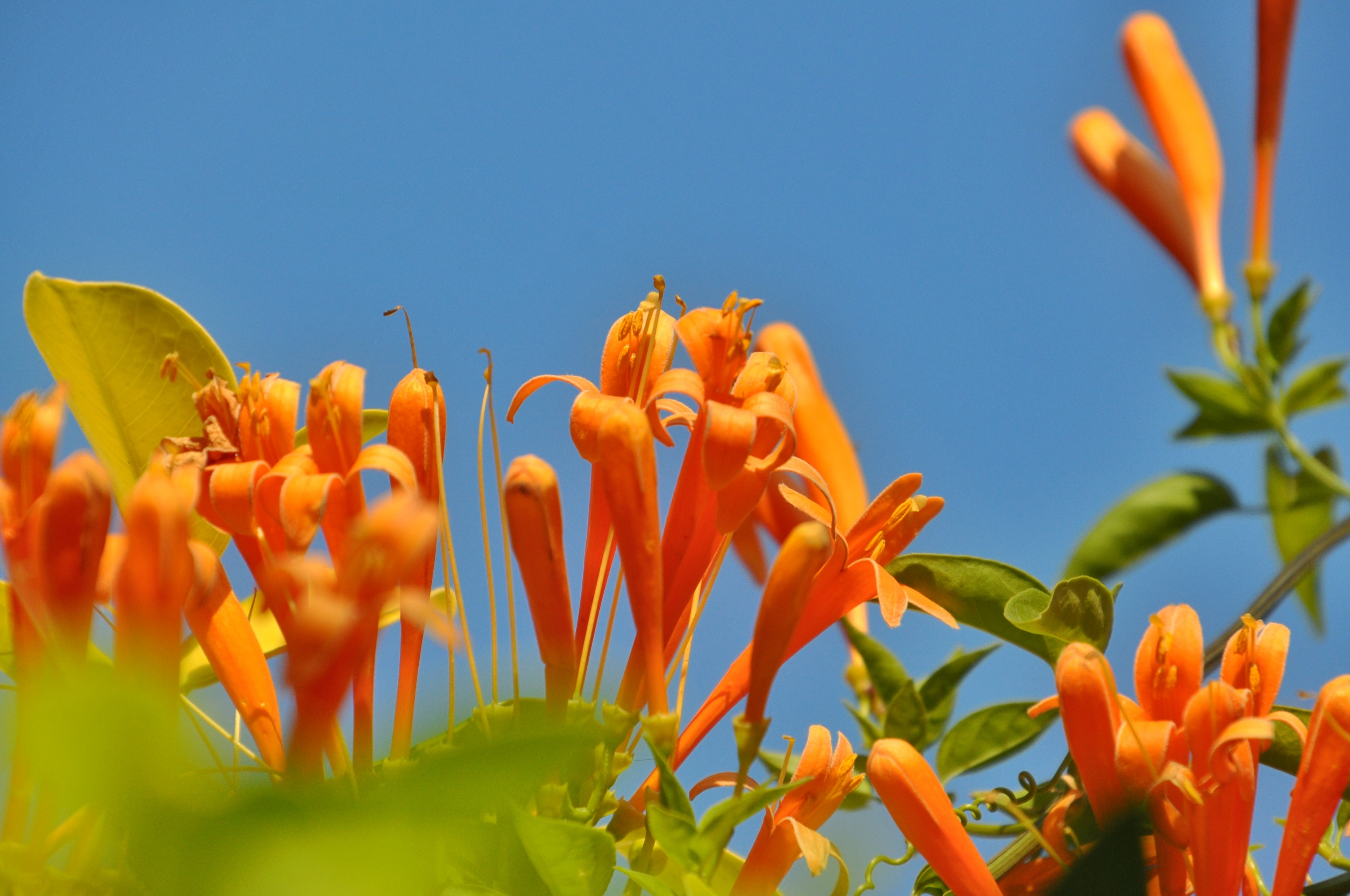 炮仗花开迎新年首发
