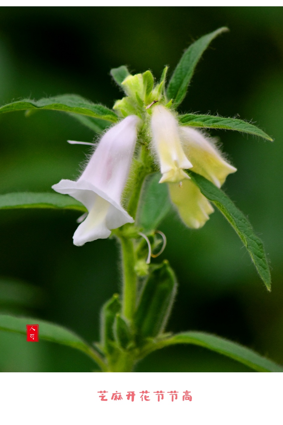 芝麻開花節節高