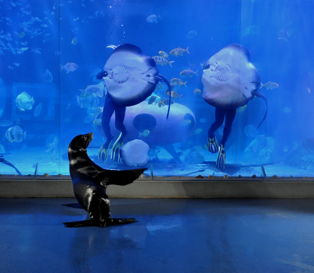 哈尔滨极地馆世界著名极地动物大咖秀