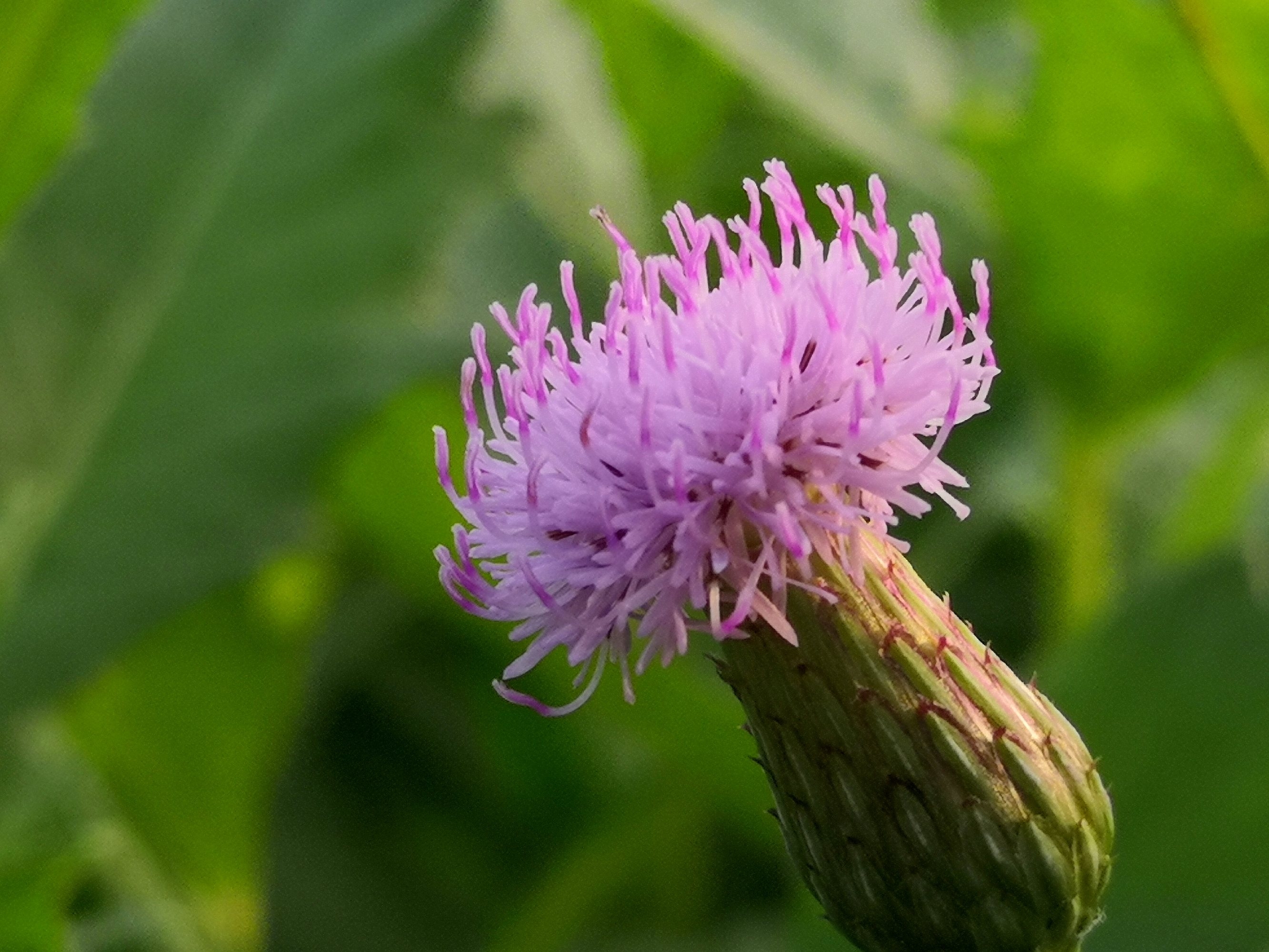 又见萋萋菜花开首发