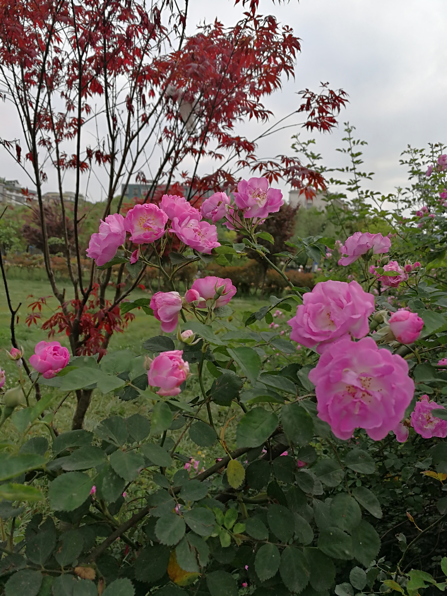 施尽芳香,开出满满的思念,让人间充满柔柔的爱,尽情绽放,开出绿色蔷薇