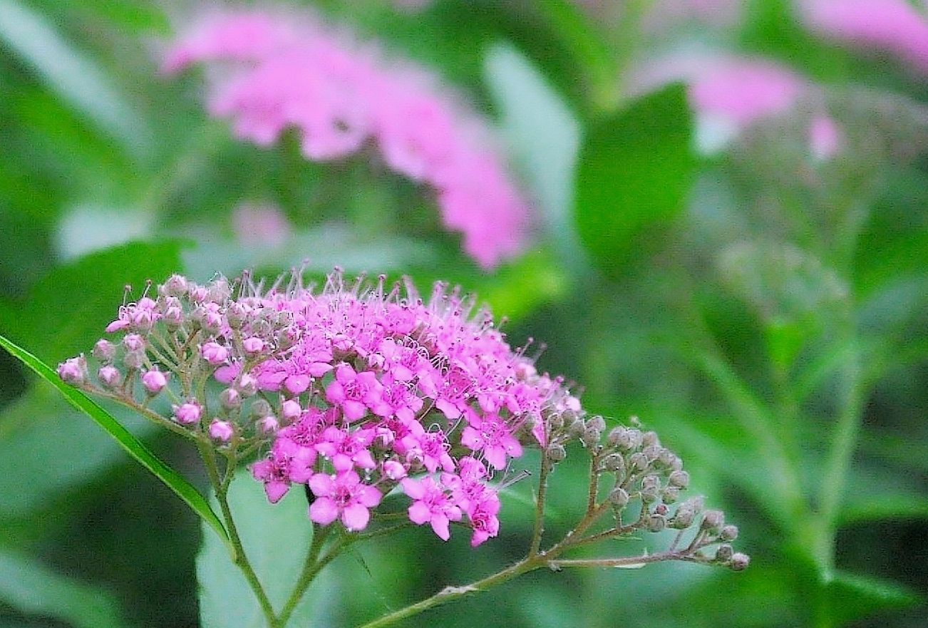 翩翩舞花間, 萬花叢中蜂蝶忙, 飛舞追戀醉花間, 本文為作者本人在vv