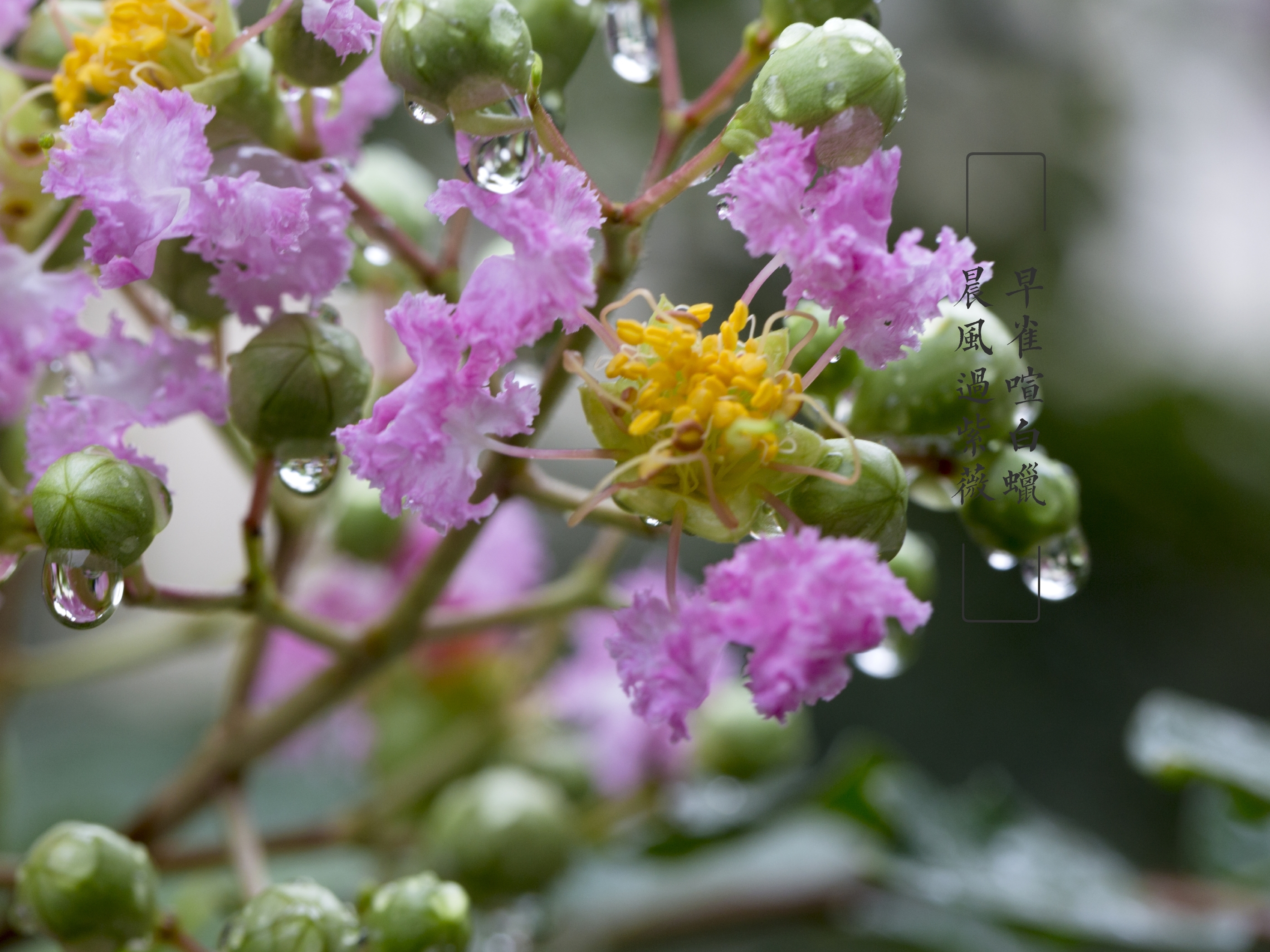 雨中紫薇花(vv首发)
