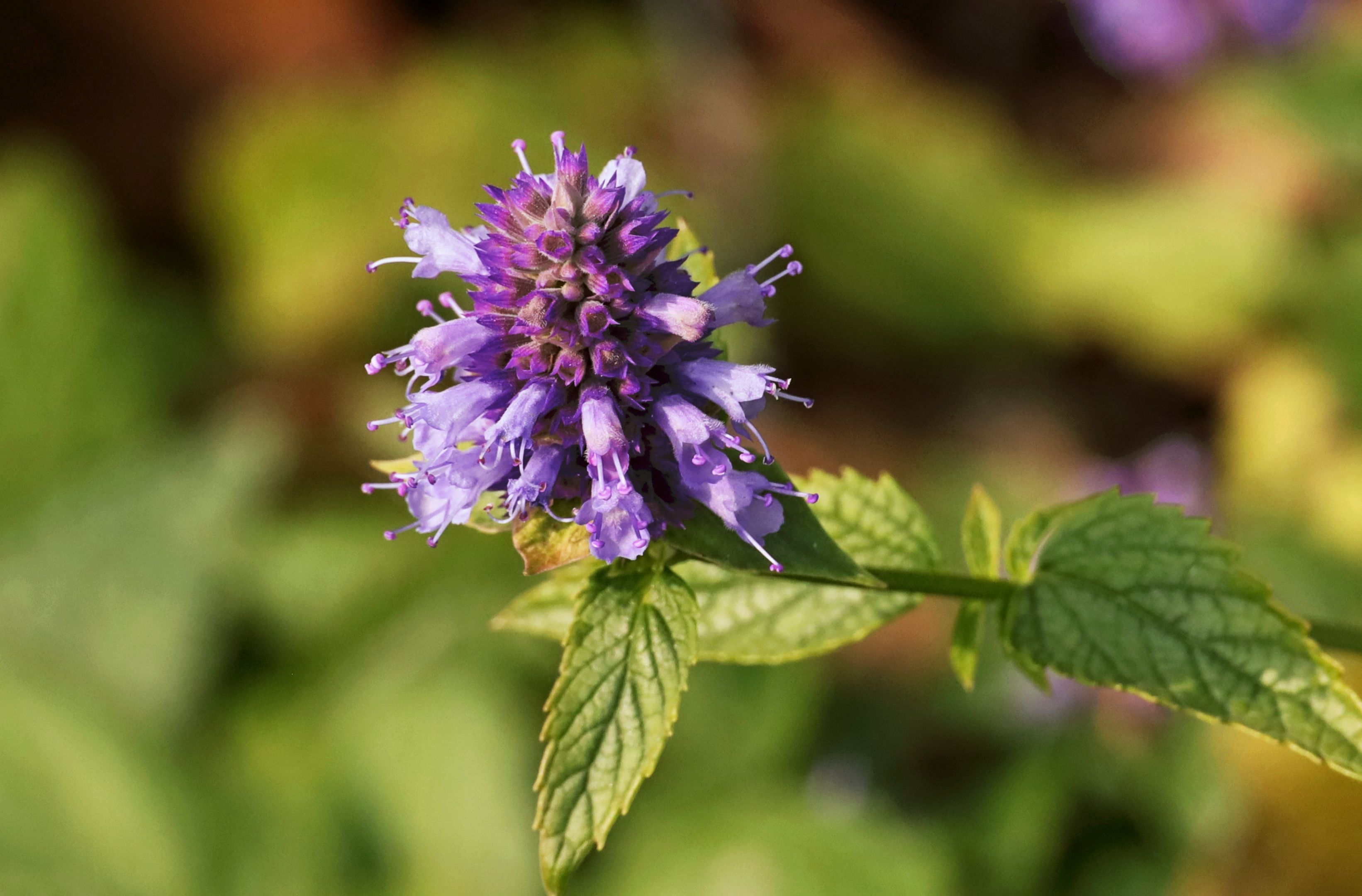 闻新【美摄视界】:奇特的藿香花 - vv