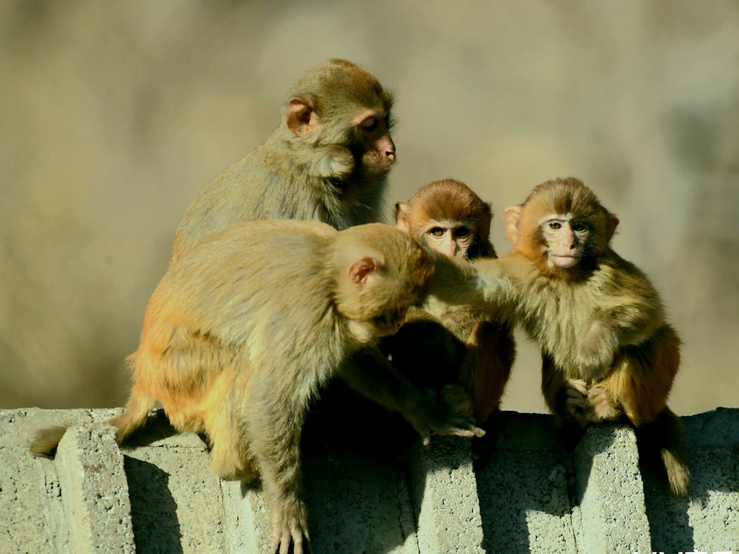 文字记录生活镜头叙说故事一群占山为王的猴子首发