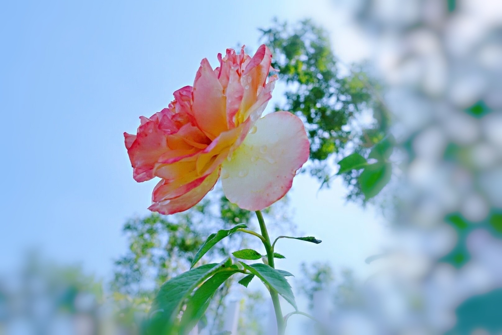 阳光下的月季花首发