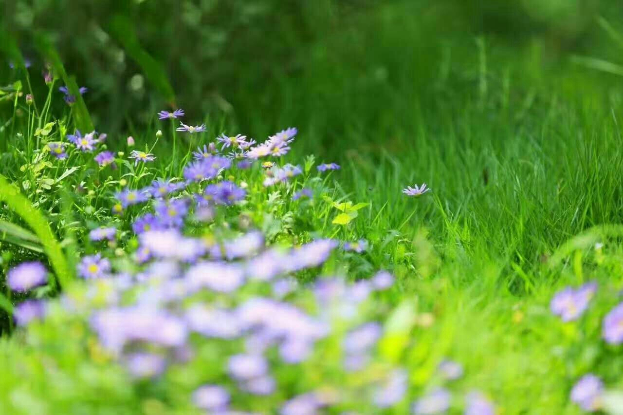 微风吹过绿草地