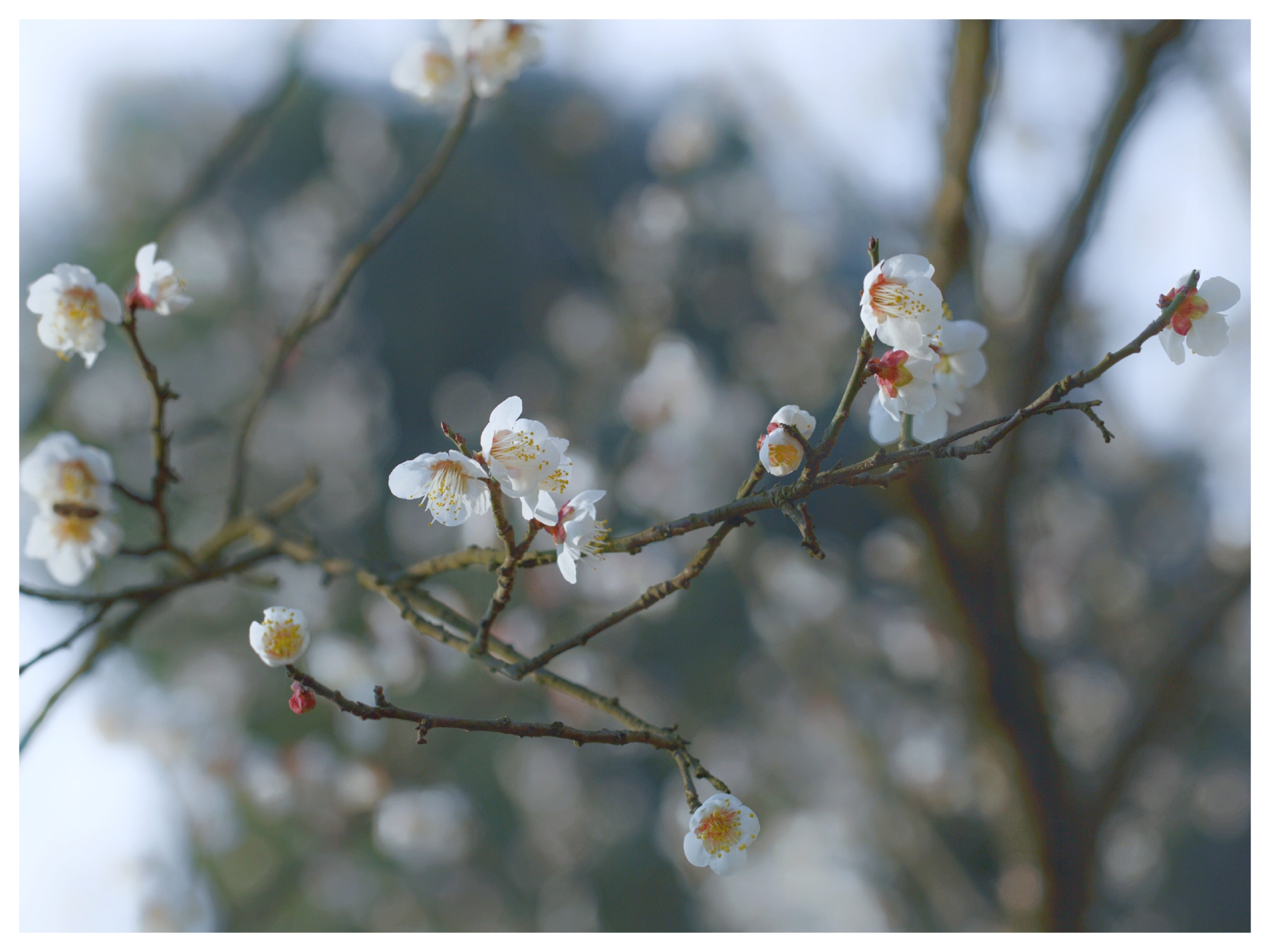 白梅花疑是冬雪尚未消