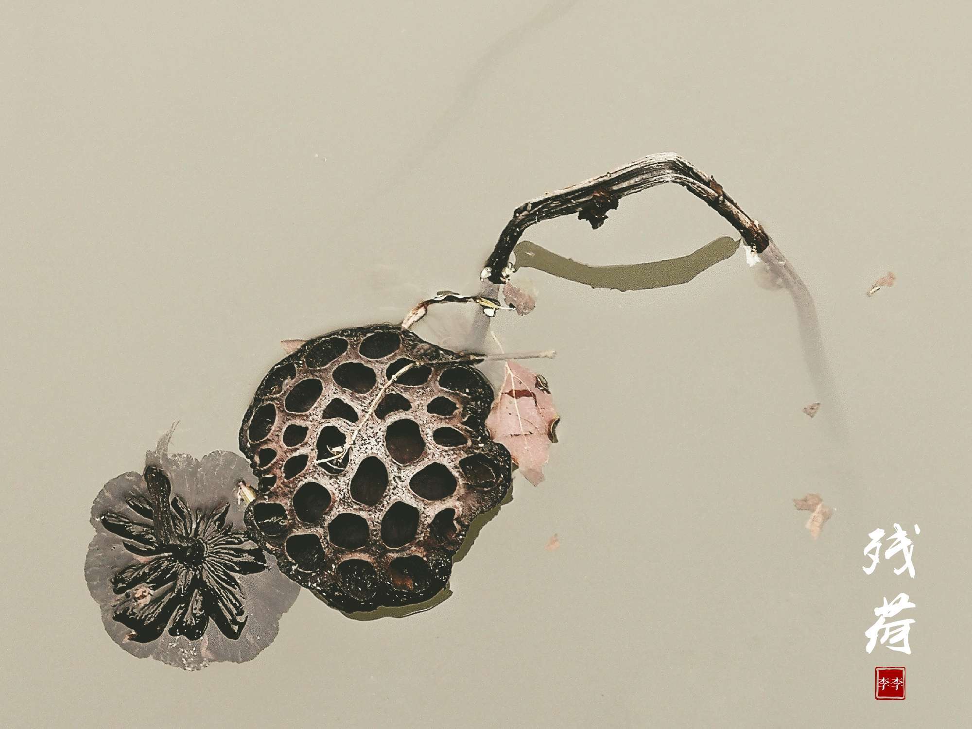 首发残荷禅意一