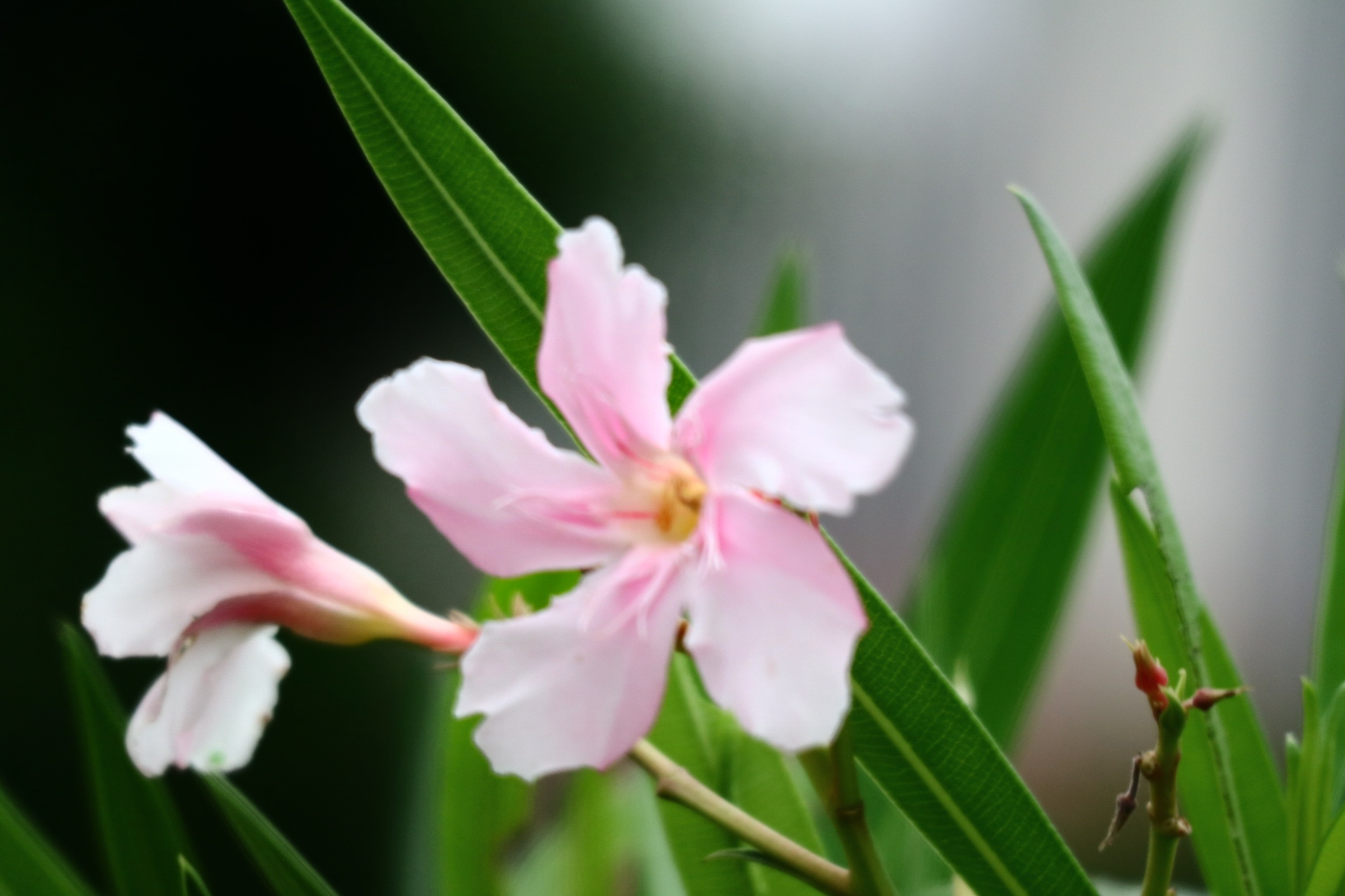 粉粉的夹竹桃首发