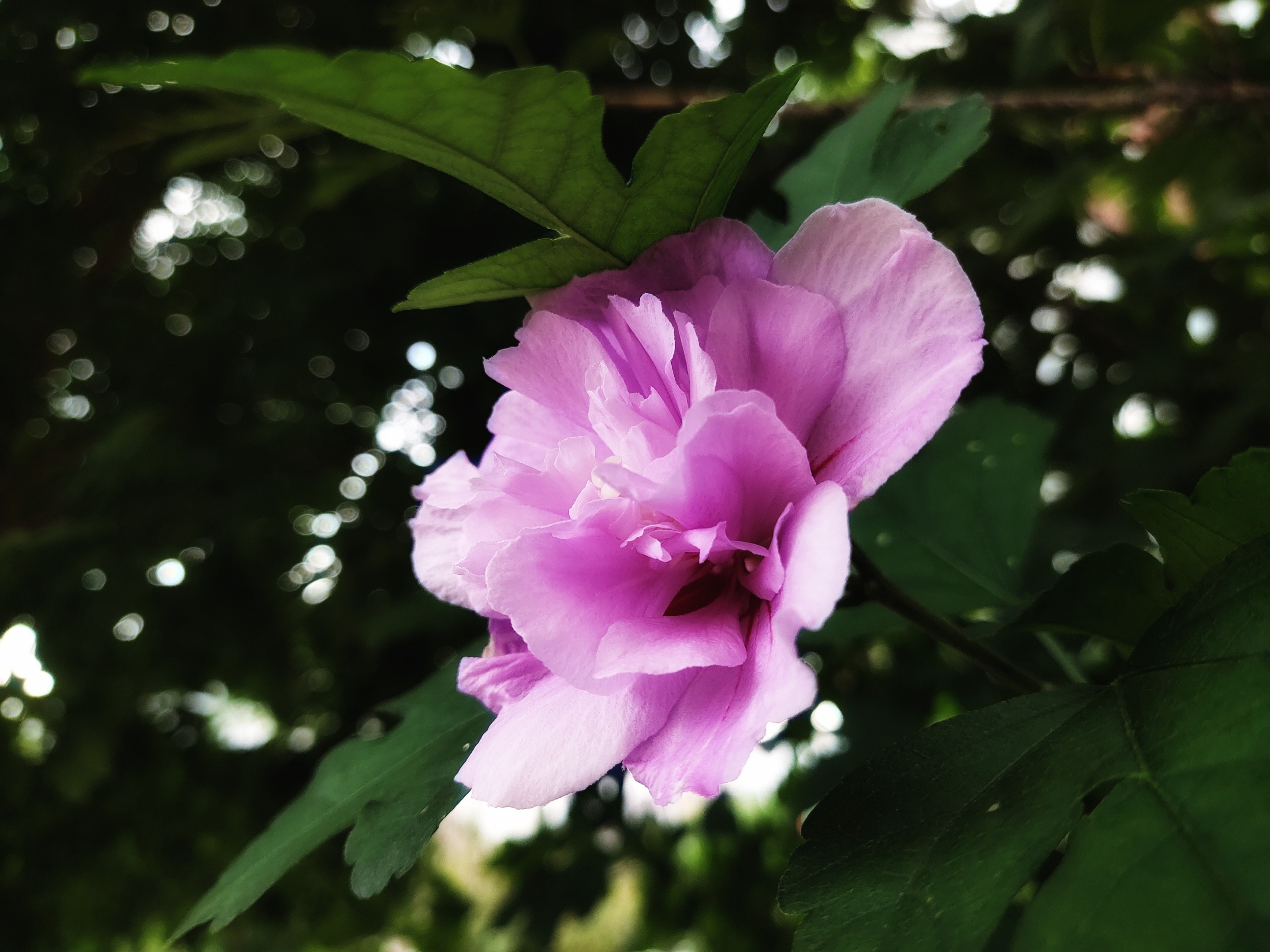 首发秋日木槿花