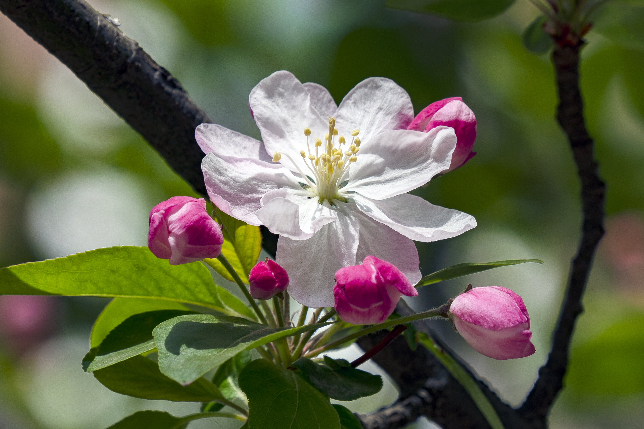 小区春花开——海棠