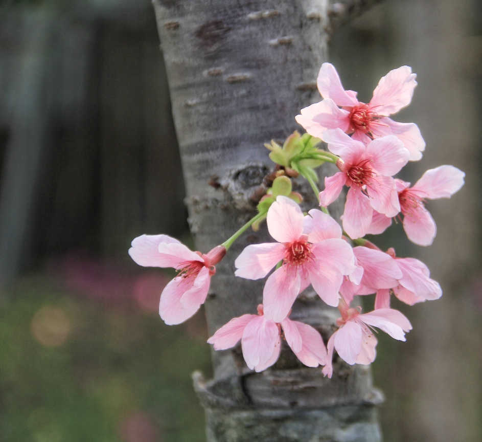樱花与爱情 (泉州海丝樱花园拍摄花絮)