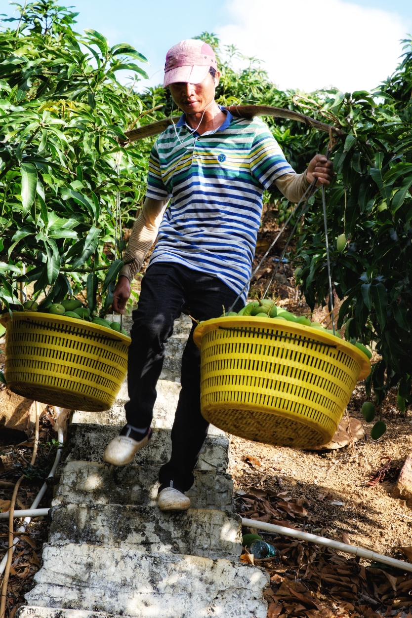 山营山坡摘芒果