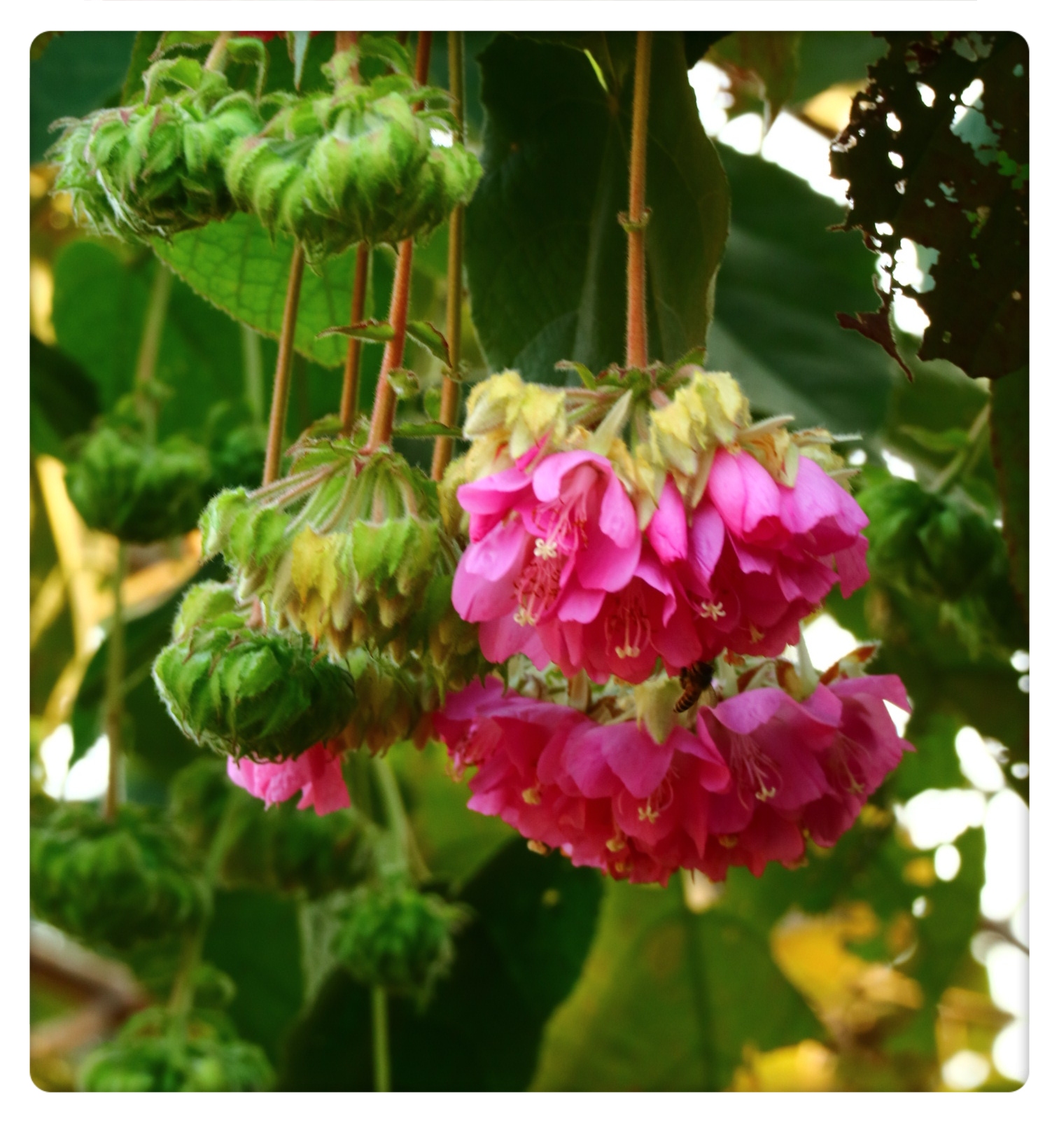 非洲木芙蓉首发