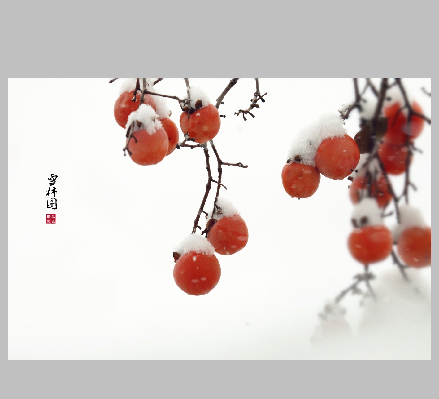 难得一遇的暴风雪,难得一遇的雪中红柿(画意摄影)