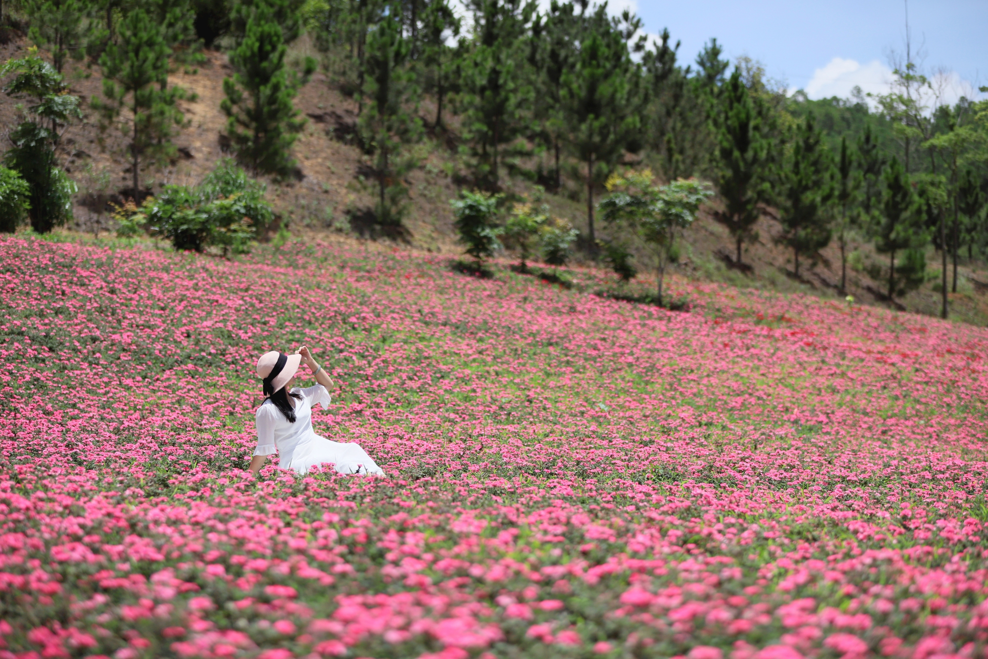 花海倩影