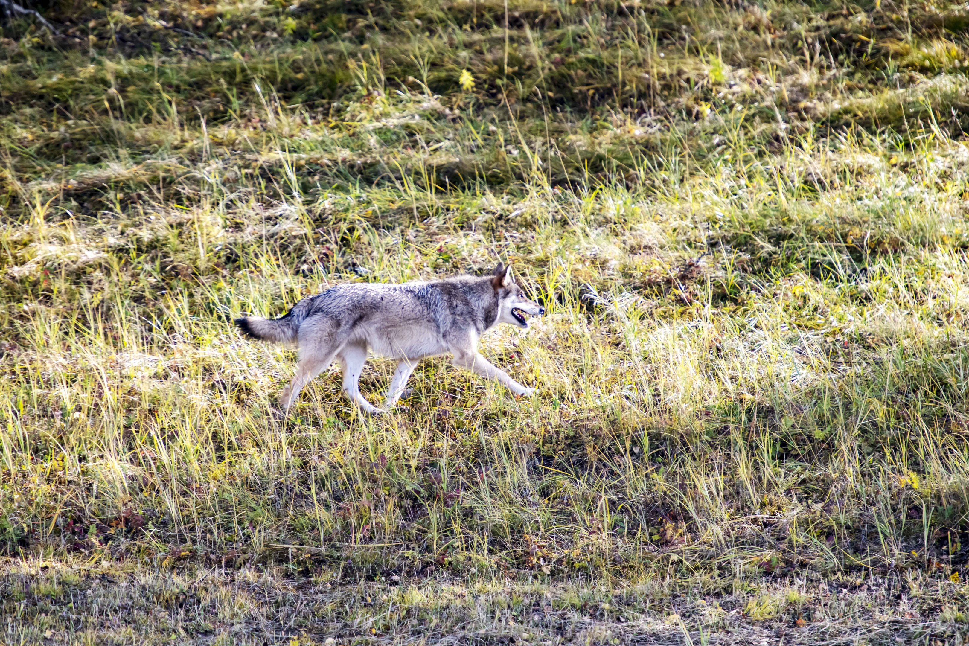 【首发】秋拍草原狼