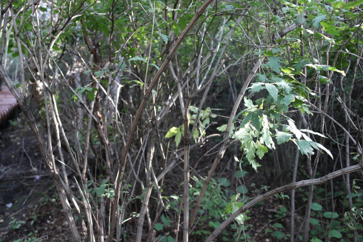 这是六棱棍,因为它有六个棱.相传这就是穆桂英大破天门阵用的降龙木.