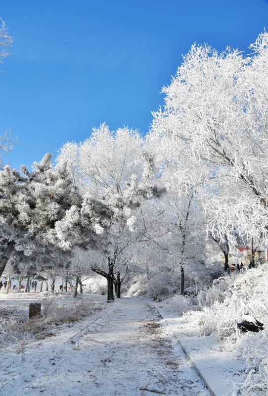 2021年元月二号吉林市松花江沿岸拍摄漂亮的雾凇