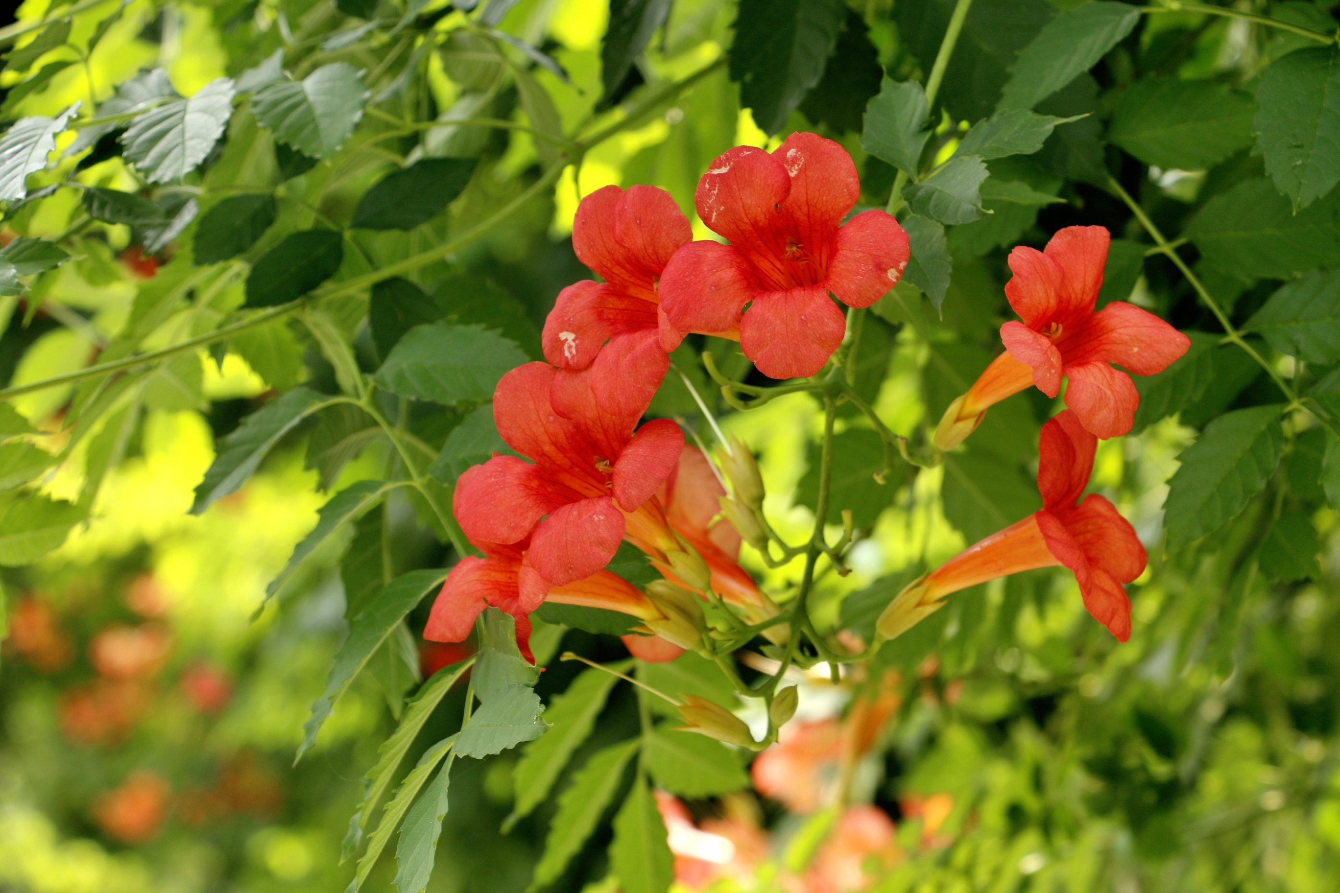 凌霄长廊叶碧花红